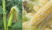 Corn Silk Uses: మొక్కజొన్న పీచుతో శరీరానికి  కలిగే మేలు గురించి తెలుసే ఆశ్చర్చపోతారు..