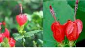 Hibiscus Remedies: మందారం పూలతో మీకు తెలియని ఆరోగ్య ప్రయోజనాలు, ఎలా వాడాలంటే