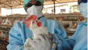 Bird Flu Alert: ఏపీలో భారీగా బర్డ్ ఫ్లూ కేసులు.. చికెన్, గుడ్లు తినొచ్చా లేదా