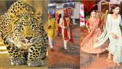 Leopard At Wedding: పెళ్లి వేడుకలో చిరుతపులి హల్ చల్.. కొత్త జంట పరుగో పరుగు.. షాకింగ్ వీడియో వైరల్..