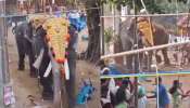 Elephants Attack video: దేవుని ఉత్సవాలలో ఏనుగుల బీభత్సం.. జనాలను తొండంతో ఎత్తిపడేసిన గజరాజులు.. వీడియో వైరల్..