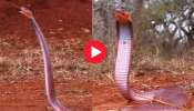 Spitting Red King Cobra Video: కళ్లలోకి విషం చిమ్మే అరుదైన రెడ్ కింగ్ కోబ్రా.. వీడియో చూసే ధైర్యం మీకుందా?