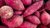 Sweet Potatoes: ఈ దుంప ముందు బ్లూబెర్రీలు కూడా దిగదుడుపే.. కాల్చి తింటే కలిగే ప్రయోజనాలు తెలిస్తే షాకవుతారు..