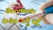 Bird Flu Case: తెలంగాణలో హై అలర్ట్‌.. తొలి బర్డ్‌ ఫ్లూ కేసు నమోదు