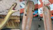 Snake in Ice Cream: బాప్ రే బాప్.. ఐస్ క్రీమ్ తింటుండగా  బైటపడ్డ గడ్డ కట్టిన పాము.. ఎక్కడో తెలుసా..?