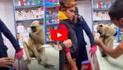 Monkey Viral Video: చాలా తెలివైన కోతి.. గాయమైందని డాక్టర్ దగ్గరికి వెళ్లింది.. వీడియో చూడండి!