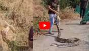 Anaconda Video: వామ్మె అనకొండా.. కుక్కను అమాంతం మింగేస్తున్న వీడియో.. 