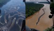 Anacondas In Amazon forest Video: అమెజాన్ అడవుల్లో భారీ కొండ చిలువలు.. వీడియో చేస్తే షేక్ అవ్వడం పక్కా..
