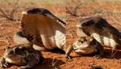 King Cobra Video: అద్భుతం.. ప్రెగ్నెంట్ కప్ప మీద పడగ విప్పి మరీ నిల్చున్న పాము.. గూస్ బంప్స్ తెప్పిస్తున్న వీడియో..