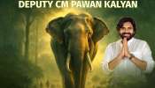 Kumki Elephants: ఎట్టకేలకు ఫలించిన పవన్ కళ్యాణ్ కృషి.. ఆంధ్రాకు కుంకీ ఏనుగులు.. 