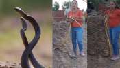 Snake Viral Video: సంభోగంలో ఉన్న రెండు పాముల్ని పట్టుకున్న యువతి.. ఆ తర్వాత ఏం జరిగిందంటే..?.. వీడియో మీ కోసం..