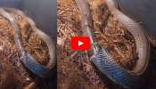 Rare Snake Video: వామ్మో.. ఇదేం పాము.. తన శరీరాన్ని తానే తినేస్తోంది.. వీడియో చూస్తే 2 రోజుల వరకు నిద్ర పట్టదు!