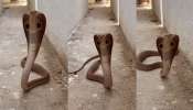 Snake Video:వామ్మో... స్నేక్ క్యాచర్ ను చూసి హడలెత్తిపోయిన కోడెనాగు.. ఏం చేసిందో తెలుసా..?.. వీడియో మీ కోసం.. 