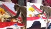 Viral Video: తనకు రోజు తిండి పెట్టిన యజమానిపై విశ్వాసం.. చనిపోయాక కూడా అతని పక్కనే..!..  గుండెల్ని పిండేస్తున్న వీడియో.. 