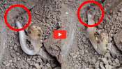 Two-piece Cobra Video: పాపం.. రెండు ముక్కలైన నాగుపాము.. సగం శరీరంతో ఆడుతున్న స్నేక్.. వీడియో..