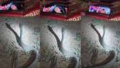 Snake Watching Mobile Video: ఐపాయ్.. పాముని కూడా చెడకొట్టారా..?... సెల్ ఫోన్ చూస్తూ మైమర్చిపోయిన కోబ్రా స్నేక్.. వీడియో ఇదే..