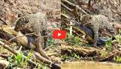 Crocodile Vs Leopard Video: ప్రమాదకరమైన చిరుతపులితో మొసలి ఫైట్.. రెండిటిలో గెలిచింది ఇదే.. వీడియో..