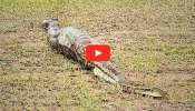 Python Snake Video: పొట్టతో ఉన్న కొండచిలువ.. కడుపులో పిల్లలు ఉన్నాయా? వీడియో వైరల్..