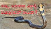 Snake Watch: పొద్దుపొద్దున్నే పామును చూస్తే శుభం జరుగుతుందా? లేదా అశుభమా?
