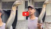 World Largest Cobra Video: ప్రపంచంలోనే అత్యంత పెద్ద నాగుపాము ఇదే.. యువకుడు చేతులతో ఎలా పట్టేసాడో చూడండి.. వీడియో..