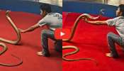 Most Venomous Cobra Video Viral: జస్ట్ మిస్.. ఒక్క సెకండ్ లేటైతే అత్యంత ప్రమాదకరమైన కింగ్ కోబ్రా కాటేసేది.. వీడియో ఇదే..