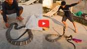 Deadliest Snake Video: అతి విషపూరితమైన నాగసర్పాన్ని పట్టుకున్న యువకుడు.. నీ ధైర్యానికి సలాం.. వీడియో చూస్తారా?
