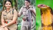 king cobra Video: వామ్మో.. 18 అడుగుల భారీ కింగ్ కోబ్రా..  లటుక్కున పట్టేసుకున్న లేడీ సివంగీ.. వీడియో ఇదే..
