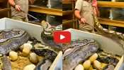 Rare Snake Video:  జస్ట్ మిస్.. లేదంటే పాము చేతిలో బలైపోయావాడు.. వీడియో చూసి షాక్ అవ్వకండి..