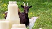 Goat Milk Uses: ఆవుని మించిపోయిన మేక.. అసలు సంగతి తెలిస్తే ఆశ్చర్యపోవడం ఖాయం