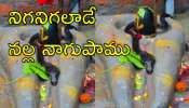 Black King Cobra: శివలింగంపై నల్లటి నాగుపాము చూశారా? హడలిపోతారు