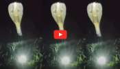 Nagamani Pearl Video: ఇదిగో ఇదే నాగమణి.. దానికి కాపలాగా నాగుపాము.. ఈ అరుదైన వీడియో మీకోసమే..