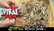 Viral News: ప్రాణాలు తీసిన బీడీ.. వృద్ధుడి సజీవదహనం.. ఏం జరిగిందంటే?