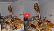 King Cobra Video Watch: వామ్మో.. లాకర్‌లో డబ్బు, బంగారంతో పాటు నాగుపాము.. ఎలా వచ్చిందో తెలుసా? వీడియో..