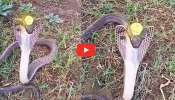 Nagamani Snake Video: నాగుపాము పడగపై నాగమణి.. సంచలనం సృష్టిస్తున్న వీడియో.. ఇప్పుడే చూడండి..