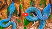 Cobra Video: పుట్టలోంచి బయటికి వచ్చిన అరుదైన బ్లూ కింగ్ కోబ్రా.. వీడియో చూస్తే ఆశ్చర్య పోవడం ఖాయం..