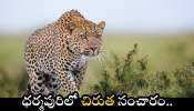 Leopard Roaming: ధర్మపురిలో చిరుత సంచారం.. ప్రాణ భయంతో రైతులు పరుగులు..