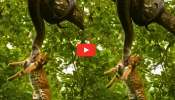Giant Anaconda Video: వామ్మో.. చెట్టు పైకెక్కి చిరుత పులిని చంపిన అనకొండ.. వీడియో ఇదే..