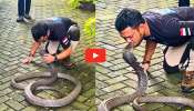 Cobra Kiss Viral Video: వీడు మామూలోడు కాదు భయ్యా.. ఏకంగా అత్యంత పెద్ద నాగుపామును ముద్దు పెట్టుకున్నాడు.. వీడియో ఇదే..