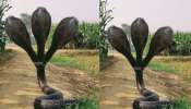 Three Headed Snake Video: పడగ విప్పి మరీ బుసలు కొడుతున్న మూడు తలల పాము.. అత్యంత అరుదైన వీడియో..