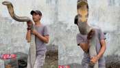 King Cobra: 20 అడుగుల భారీ సర్పం..మనిషిపైకి అమాంతం దూసుకువస్తే..?