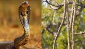 Snake Repellent: ఈ చెట్టు కొమ్మని ఇంటికి కడితే పాములు పారిపోతాయి..పాముల పాలిట యమరాజు ఈ మొక్కలు! Snake Repellent: ఈ చెట్టు కొమ్మని ఇంటికి కడితే పాములు పారిపోతాయి..పాముల పాలిట యమరాజు ఈ మొక్కలు!