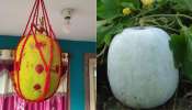 Ash Gourd Vastu: ఇంటికి దిష్టి గుమ్మడికాయ కడుతున్నారా? తాతల కాలం నాటి నుంచి వస్తున్న నియమాలు తప్పక తెలుసుకోండి! Ash Gourd Vastu: ఇంటికి దిష్టి గుమ్మడికాయ కడుతున్నారా? తాతల కాలం నాటి నుంచి వస్తున్న నియమాలు తప్పక తెలుసుకోండి!