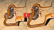 Cobra vs Scorpion Video: నాగుపాముపై తేలు వీరంగం.. పామును పరుగులు పెట్టించిన చిన్న తేలు.. వీడియో ఇదే! Cobra vs Scorpion Video: నాగుపాముపై తేలు వీరంగం.. పామును పరుగులు పెట్టించిన చిన్న తేలు.. వీడియో ఇదే!