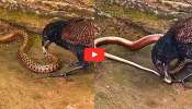 Krait Vs Koel Video: కట్లపామును వేటాడిన కోకిల.. వీడియో చూస్తే షాక్ అవుతారు.. ఒరిజినల్ వీడియో ఇదే! Krait Vs Koel Video: కట్లపామును వేటాడిన కోకిల.. వీడియో చూస్తే షాక్ అవుతారు.. ఒరిజినల్ వీడియో ఇదే!
