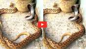 Three Snakes Video: ఒకే చోట మూడు పాములు.. ఏం చేస్తున్నాయో చూడండి.. Three Snakes Video: ఒకే చోట మూడు పాములు.. ఏం చేస్తున్నాయో చూడండి..