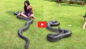 Huge Snake Video: వామ్మో జర్రుంటే.. అమ్మాయిని మొత్తం ఆ పాము మింగేసేది.. వీడియో.. Huge Snake Video: వామ్మో జర్రుంటే.. అమ్మాయిని మొత్తం ఆ పాము మింగేసేది.. వీడియో..