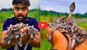 Baby King Cobra Video: దోసిలి నిండా నాగుపాము పిల్లలే.. పడగలు విప్పి ఎలా ఆడుతున్నాయో చూడండి.. వీడియో.. Baby King Cobra Video: దోసిలి నిండా నాగుపాము పిల్లలే.. పడగలు విప్పి ఎలా ఆడుతున్నాయో చూడండి.. వీడియో..