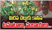 Variety Plants: ఇదేం విచిత్రం.. మిరప చెట్టుకు కాసిన టమాటలు, వంకాయలు.. 
