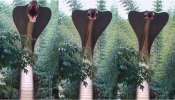  Cobra Snake Video: వామ్మో.. బుసలు కొడుతూ  అడవిలో పడగ విప్పిన భారీ నాగుపాము.. ఓళ్లు గగుర్పొడిచే వీడియో..