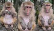 Monkey Video: ఎవడ్రా నువ్వు .. ఇది పెట్టావ్.!. నవ్వులు తెప్పిస్తున్న కోతి రియాక్షన్ .. వీడియో వైరల్..